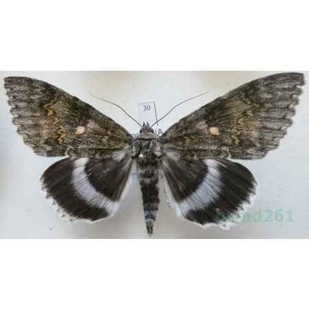 Catocala fraxini (Linnaeus, 1758) male Wstęgówka jesionka ex. ovo Czech 81mm30